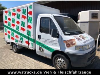 Refrigerated delivery van Fiat Ducato 230 Rohrbahn: picture 1