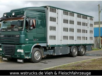Livestock truck DAF XF105/410 Spacecup Menke 4 Stock: picture 1