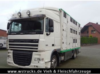 Livestock truck DAF XF 105/410 SC Menke 3 Stock Vollalu: picture 1