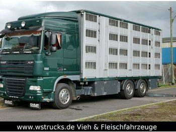 Livestock truck DAF XF105/410 Spacecup Menke 4 Stock