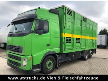 Livestock truck Volvo FH 440 Globetrotter Menke 3 Stock