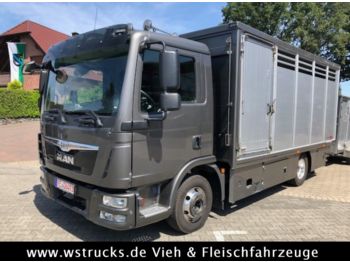 Livestock truck for transportation of animals MAN TGL 8.250 BL mit Finkl Einstock: picture 1
