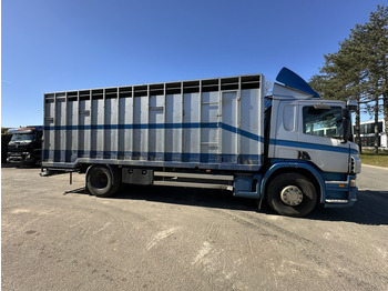 Livestock truck Scania P310 4x2 ANIMAL TRANSPORT - ALU BOX 7m - MANUAL - AIR SUSPENSION - A/C - BELGIAN TRUCK: picture 2