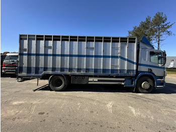 Livestock truck Scania P310 4x2 ANIMAL TRANSPORT - ALU BOX 7m - MANUAL - AIR SUSPENSION - A/C - BELGIAN TRUCK: picture 3