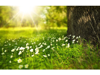 Starter for Bus HYDROMATIK: picture 4 Starter for Bus HYDROMATIK: picture 4