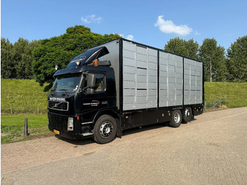 Livestock truck Volvo FM 300 Livestock Cuppers 3 laags 6x2: picture 3