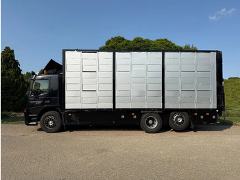 Livestock truck Volvo FM 300 Livestock Cuppers 3 laags 6x2: picture 4