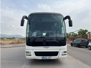 Coach Man Lion's Coach: picture 2 Coach Man Lion's Coach: picture 2