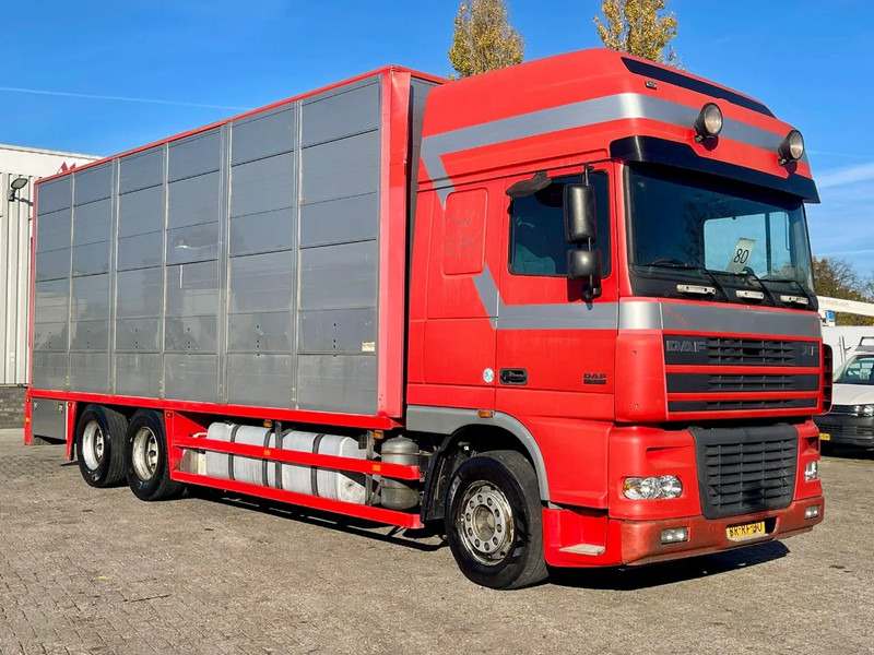 DAF XF 95.430 BERDEX 3 decks. Water, fans, Scales! Excellent condition. - Livestock truck: picture 5 DAF XF 95.430 BERDEX 3 decks. Water, fans, Scales! Excellent condition. - Livestock truck: picture 5