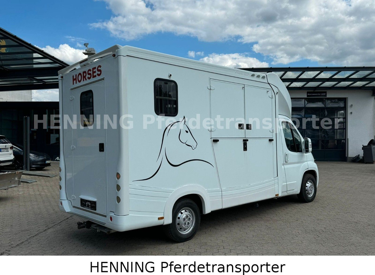 Fiat Ducato 3-Sitzer - Horse truck, Commercial vehicle: picture 2 Fiat Ducato 3-Sitzer - Horse truck, Commercial vehicle: picture 2