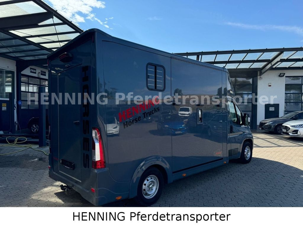 Opel Movano 3 - Sitzer *AUFBAU NEU* - Horse truck: picture 2 Opel Movano 3 - Sitzer *AUFBAU NEU* - Horse truck: picture 2