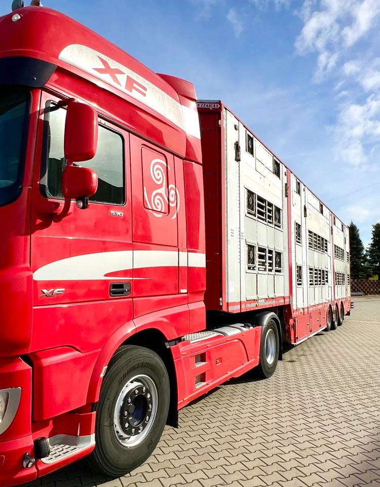 Pezzaioli NACZEPA  2017 / 3 POZIOMY / TRANSPORT ZWIERZĄT / HYDRAULIKA / STEROWANIE PILOTEM/ PODNOSZONY DACH / - Livestock semi-trailer: picture 4 Pezzaioli NACZEPA  2017 / 3 POZIOMY / TRANSPORT ZWIERZĄT / HYDRAULIKA / STEROWANIE PILOTEM/ PODNOSZONY DACH / - Livestock semi-trailer: picture 4