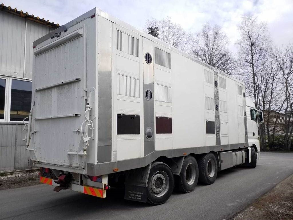 MAN TGX 35.540 8X4 TRIDEM ANIMAL - Livestock truck: picture 3 MAN TGX 35.540 8X4 TRIDEM ANIMAL - Livestock truck: picture 3